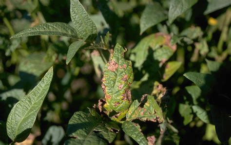 Soybean | Diseases and Pests, Description, Uses, Propagation