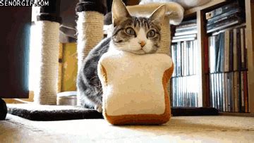 Cat Toast GIF - Find & Share on GIPHY