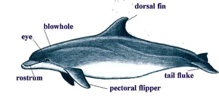 What are flippers and flukes? - Dolphin Discovery