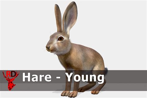 Hare - Young | Characters | Unity Asset Store