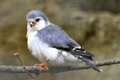 African pygmy-falcon - ZooChat