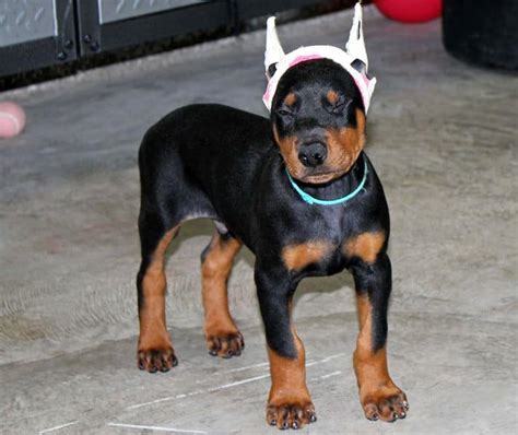 Doberman Pinscher Puppies With Ears Cropped | [#] Lunawsome