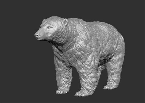 Polar bear realistic model - TurboSquid 1281326