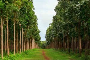 Mahogany Tree Contract farming Mahogany tree plantation Seeds Mahogany Tree Exporters in India ...