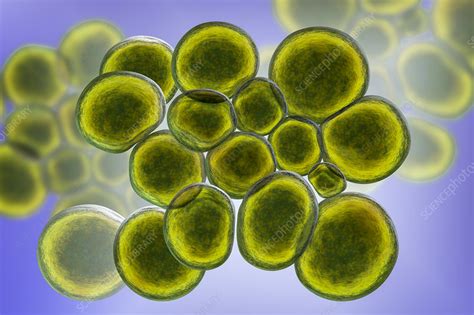 Ureaplasma urealyticum bacteria, illustration - Stock Image - F029/7564 ...