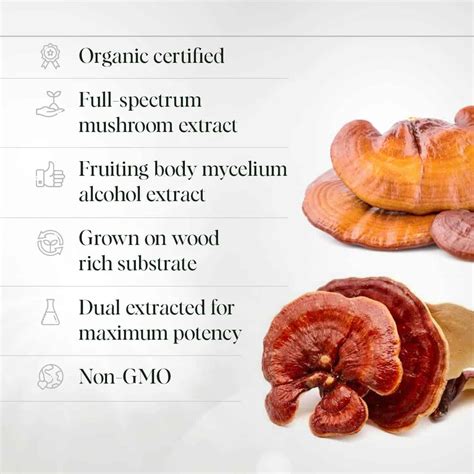 Reishi Mushroom Capsules | Organic & Vegan | 400mg | Mindful Extracts