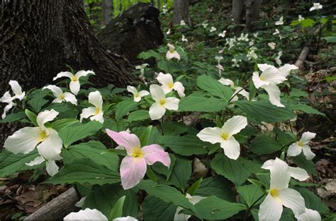 Native Plant Spotlight: Trillium