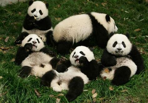 Panda Cubs - Facts about Young Pandas