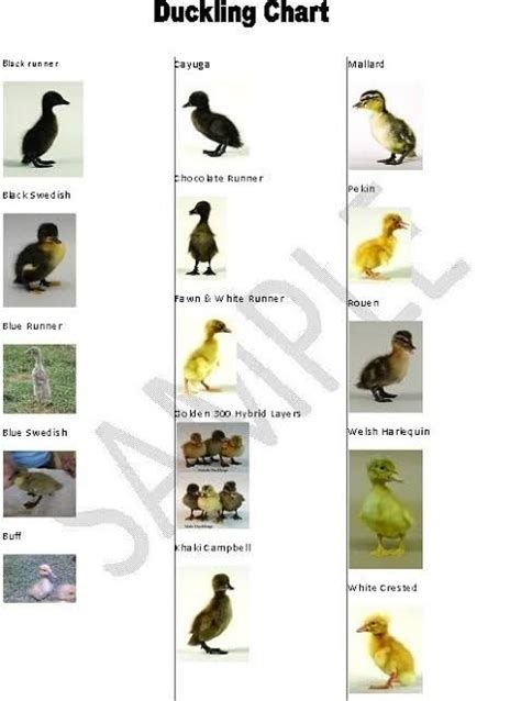 Duck Species Duckling Identification Chart