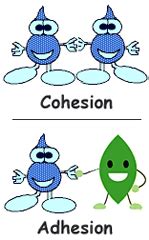 Adhesion and Cohesion Water Properties, USGS Water Science School