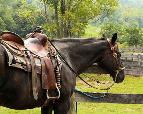 Horse Western Saddle Pomel · Free photo on Pixabay