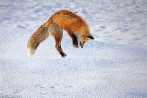 PsBattle: Fox jumping head first into snow. : r/photoshopbattles