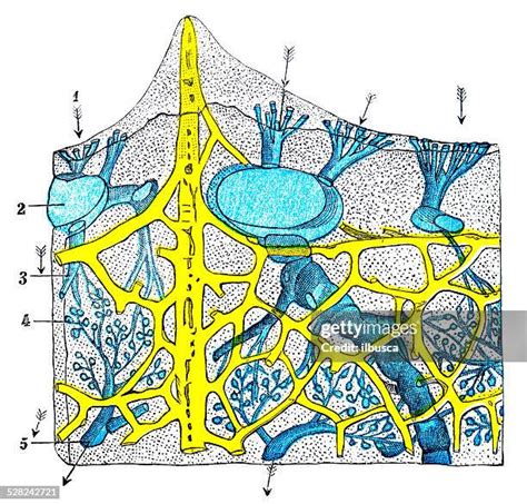 Sponge Anatomy Photos and Premium High Res Pictures - Getty Images