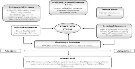 An allostatic model of women’s health [20], p.186. | Download ...