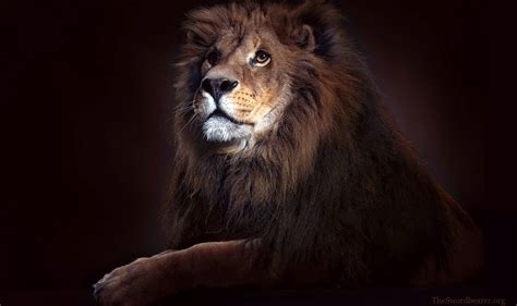 Lion Of Judah Wallpaper - WallpaperSafari