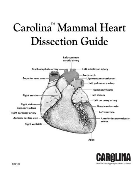 CarolinaTM Mammal Heart Dissection Guide - Carolina Biological