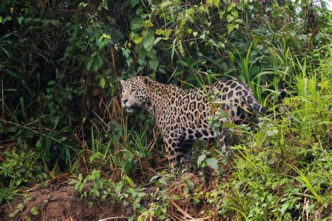 Jaguar In The Pantanal Photograph by Hiroya Minakuchi | Fine Art America