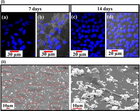 (i) Fluorescence microscopic images of the DAPI-stained A549 cellular... | Download Scientific ...