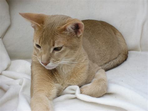 Four Abyssinian Cats: Fawn Friday