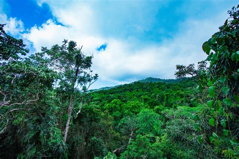 A Perfect Day Out to the Daintree Rainforest - Monique Lives Life ...