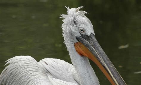 Pelican0013 - Free Background Texture - animal bird pelican feather feathers head closeup white ...