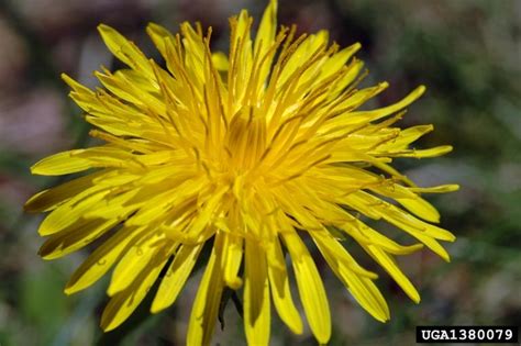 Asteraceae - The Daisy Family | Wildlife Journal Junior