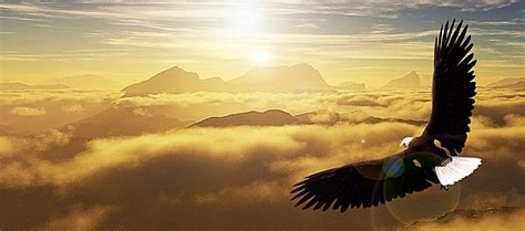 Free Eagle, Flying Background Images, Flying Eagle Photo Background PNG and Vectors | Background ...