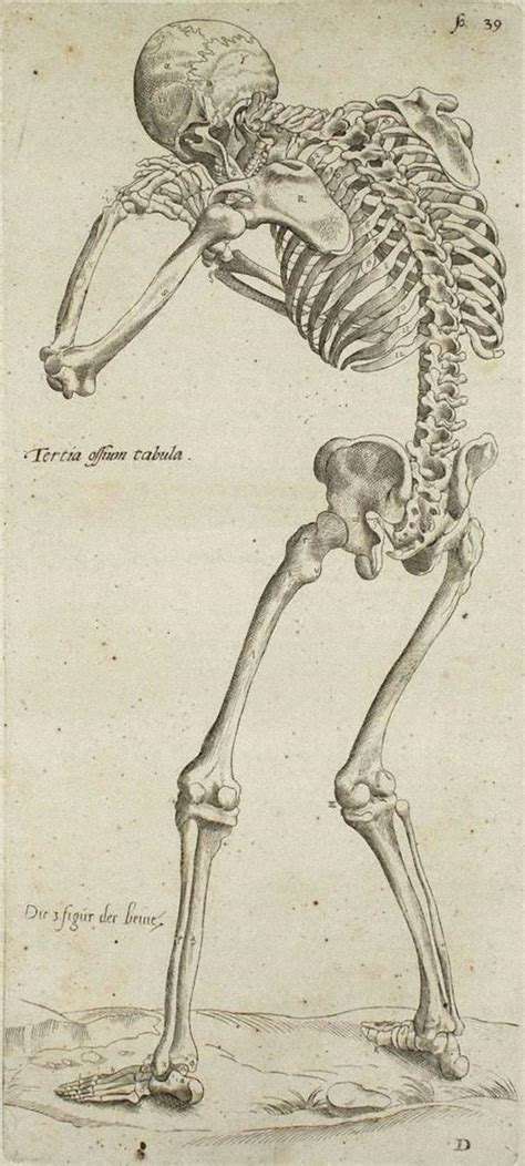 Andrea Vesalio - The Circulatory System - De Humani Corporis Fabrica - by A. Vesalio - 1642 For ...