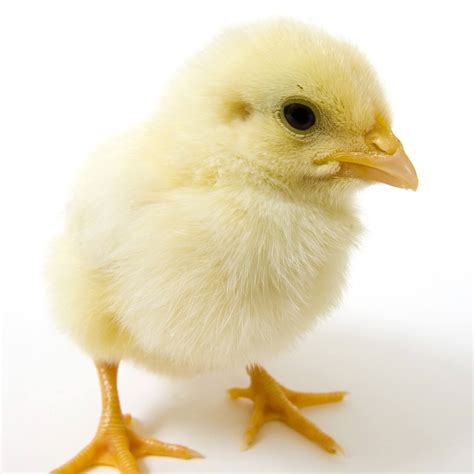 Where to Buy Baby Chickens and Other Poultry Online