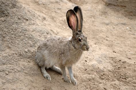 Rabbit or Hare? | Wild View