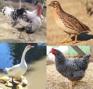 4 Best Asiatic Poultry Breeds For Meat And Eggs