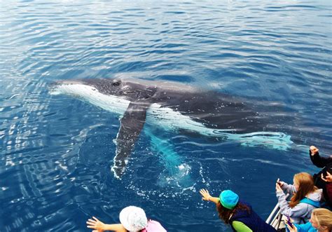 Get up close whale watching in Hervey Bay! - Our Coast Life