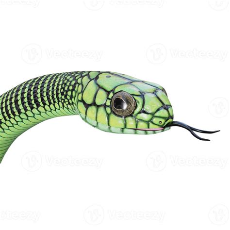 Boomslang snake 3D illustration 11890085 Stock Photo at Vecteezy