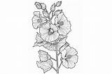 Hollyhock Adults Coloring Page Graphic By Forhadx5 · Creative Fabrica sketch template