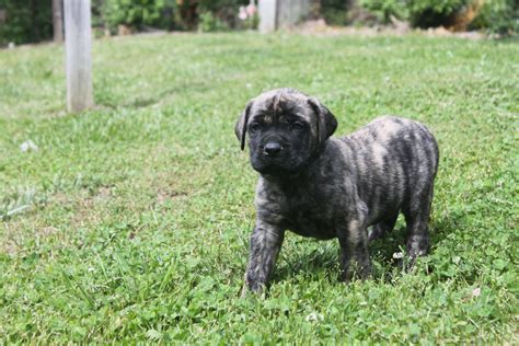 Brindle English Mastiff Puppies - This is a 5 week old male english mastiff puppy posted at htt ...