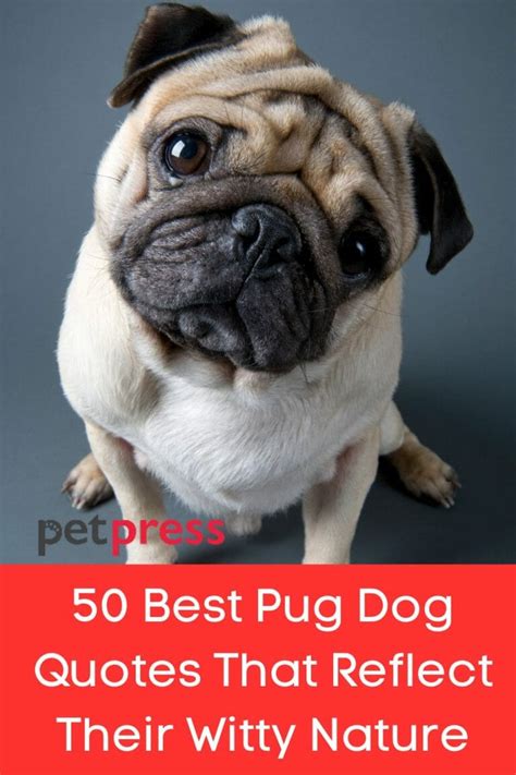 50 Best Pug Dog Quotes That Reflect Their Witty Nature - PetPress