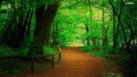 HD Wallpaper: Tranquil Green Forest Path