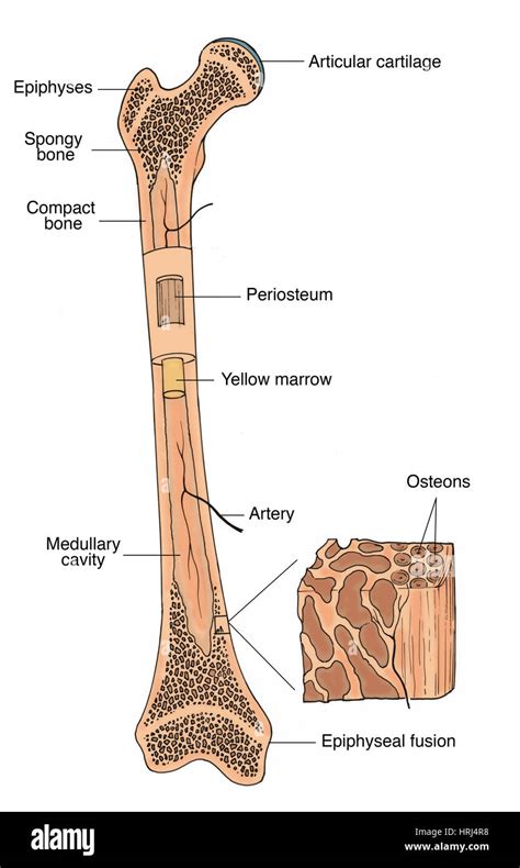 Medullary cavity hi-res stock photography and images - Alamy