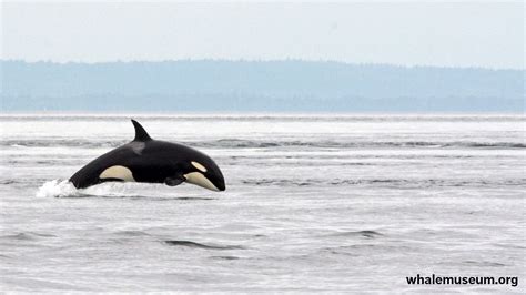 Breaching Orca Background | The Whale Museum