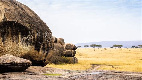 Serengeti National Park Big 5 Safaris, Great Migration | Asanja Africa