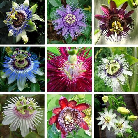 Rare Passion Flower Seeds, Passiflora Incarnata, 100pcs/bag – GreenSeedGarden