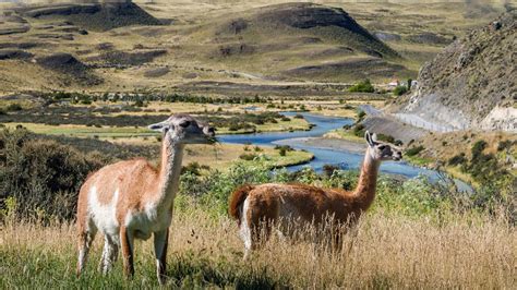 Patagonia Wildlife in Chile 2024-2025 - Rove.me