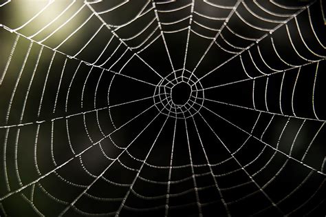 This Giant Spider Web Looks Big Enough To 'Catch A Human' - 2020 ...