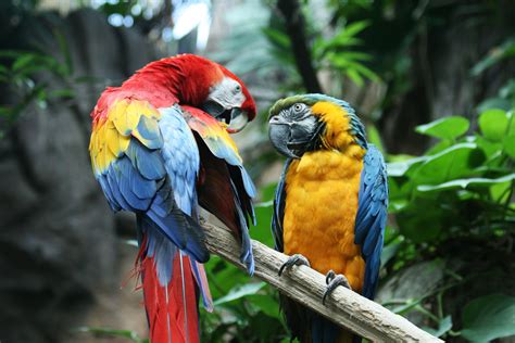 macaw, Parrot, Bird, Tropical, 1 Wallpapers HD / Desktop and Mobile ...