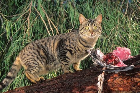 Feral cats plague Darwin as council ramps up cat management program - ABC News