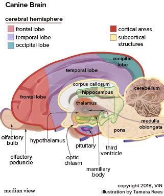 Dog Brain Anatomy