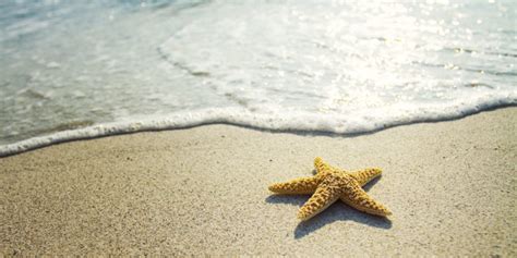 Starfish | Habitat, Reproduction and Characteristics..