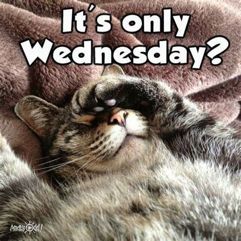 Wednesday Memes - Funny Happy Wednesday Images