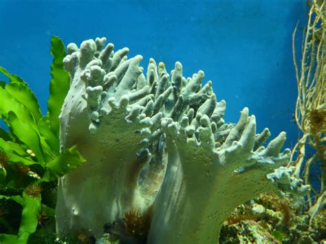 Free Images : beach, water, underwater, seaweed, coral reef, kelp, green algae, marine biology ...