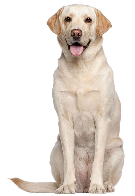 Labrador Retriever Png Transparent Images Png All